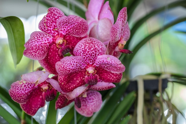 Foto la flor de la orquídea vanda florece en la decoración de primavera la belleza de la naturaleza una rara orquídea salvaje decorada en un jardín tropical