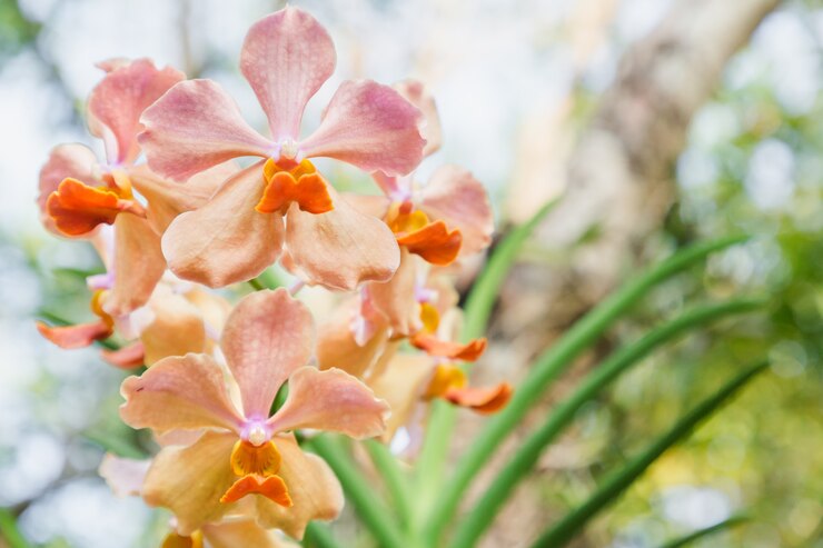 Flor de la orquídea de Vanda en jardín en el invierno o el día de primavera.