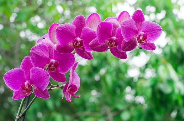 Flor de orquídea con verde i