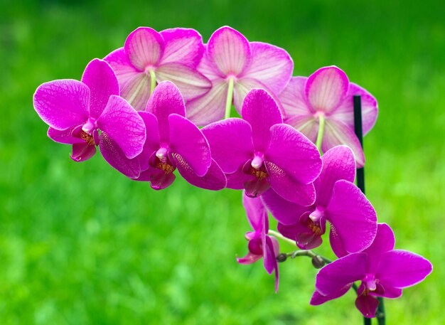 Flor de orquídea con verde