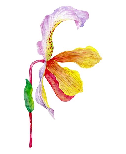 Foto flor de orquídea de zapatos de venus con hojas verdes (también conocidas como orquídeas zapatilla de dama, flor de mocasín.