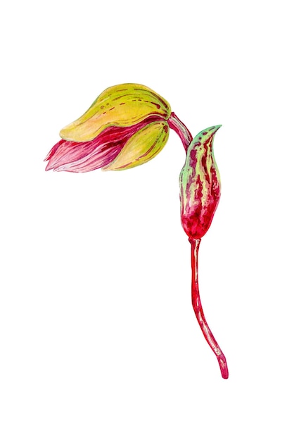 Flor de orquídea de zapatos de Venus con hojas verdes, también conocido como zapatilla de dama, orquídeas, flor de mocasín, zapato Cypripedium whippoorwill, ilustración de pintura de acuarela dibujada a mano aislada sobre fondo blanco