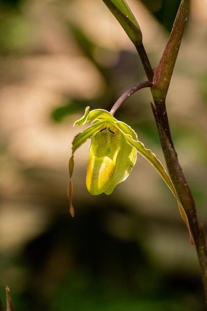 Flor orquídea