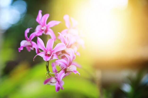 flor de orquideas con destello de luz