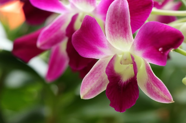 Flor de orquídeas en jarra de agua