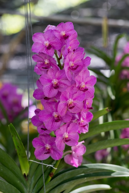 Flor de orquídeas moradas de cerca