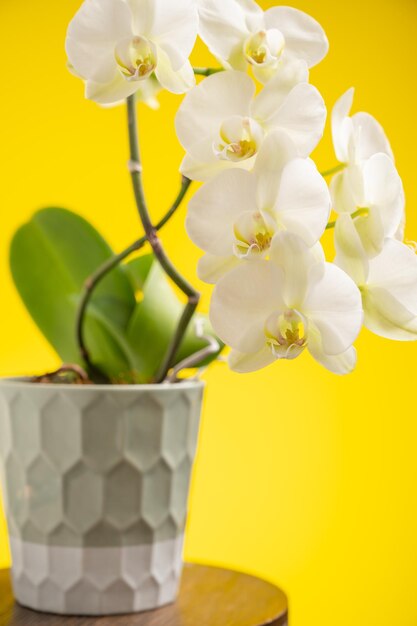 Flor de orquídeas en una olla sobre fondo amarillo