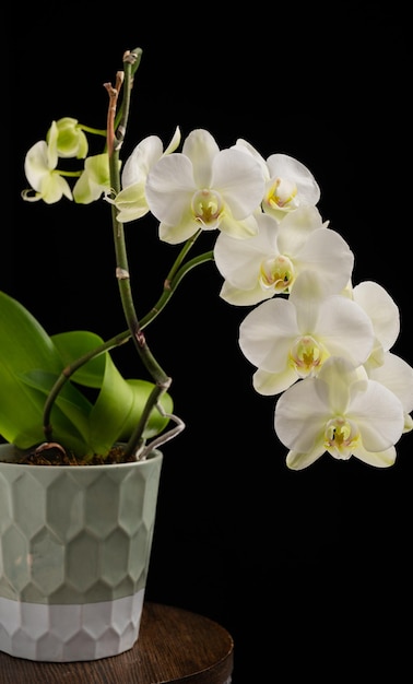 Flor de orquídeas en una olla sobre fondo negro