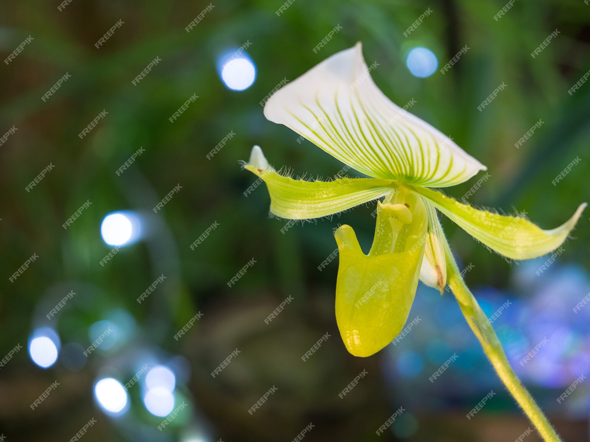 La flor de orquídeas raras paphiopedilum. cría de orquídeas | Foto Premium