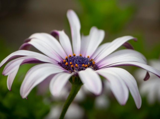 Flor Osteospermum con pétalos inusuales closeup