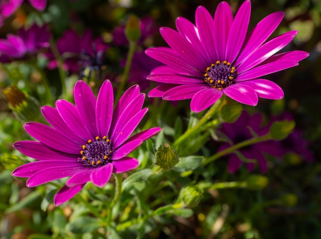 Flor Osteospermum con pétalos inusuales closeup