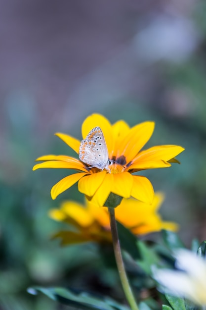 Flor de otoño con una abeja