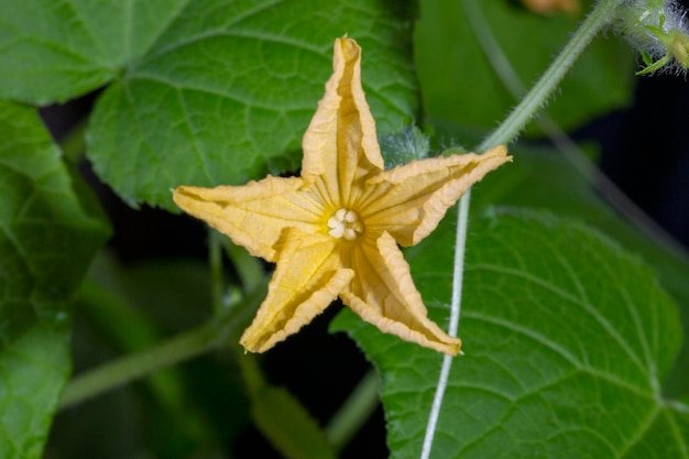 Flor y ovario de un primer plano de pepino joven