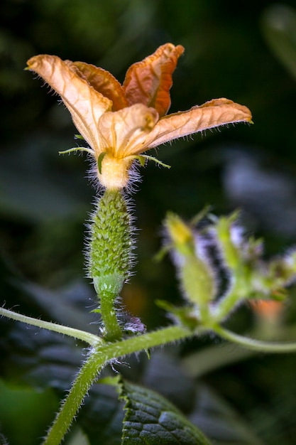 Flor y ovario de un primer plano de pepino joven