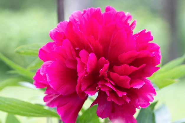 Flor Paeonia officinalis closeup Paeonia officinalis ha florecido en el sitio