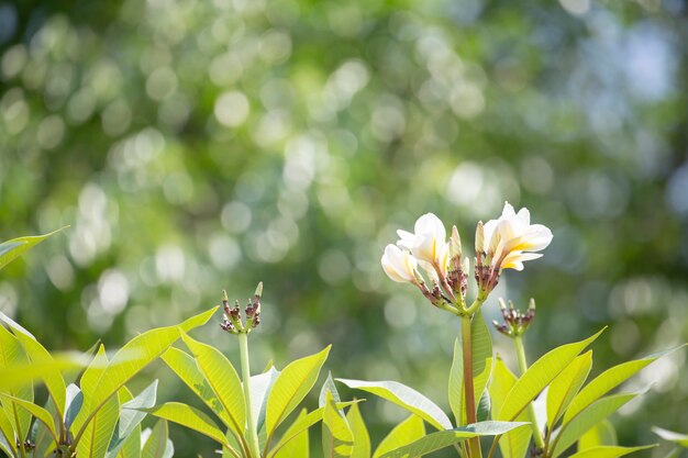 Flor de la pagoda o plumeria con fondo borroso verde.