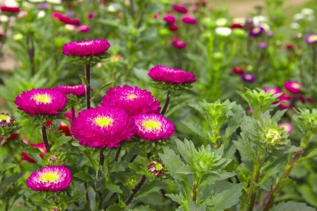 Flor de paja rosa en el jardín