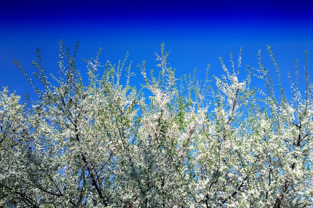 flor, de, pájaro, cerezo, árbol, plano de fondo