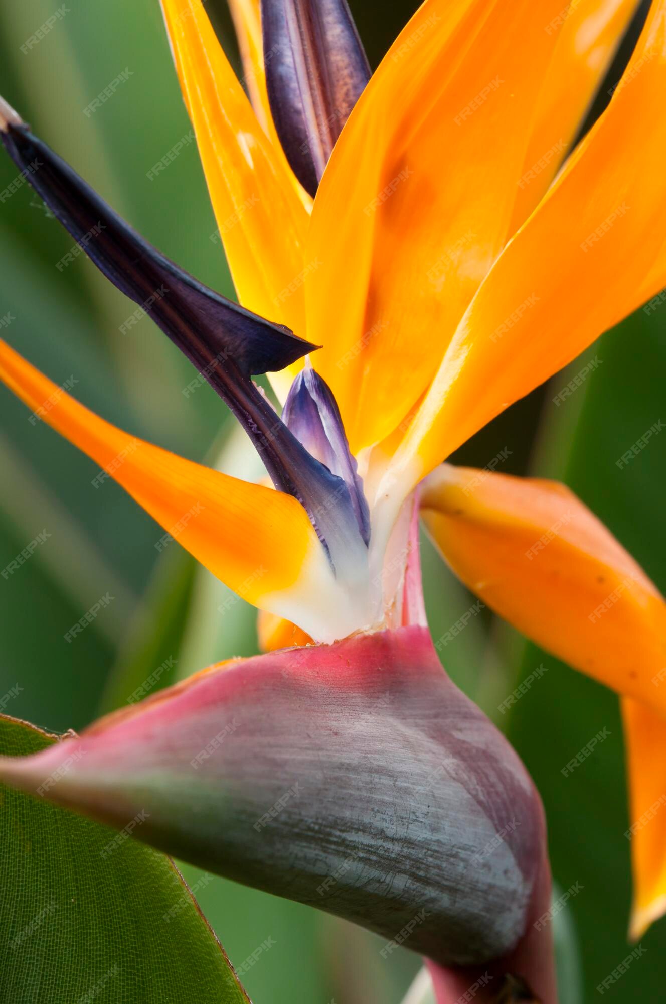 Flor del pájaro de paraíso | Foto Premium