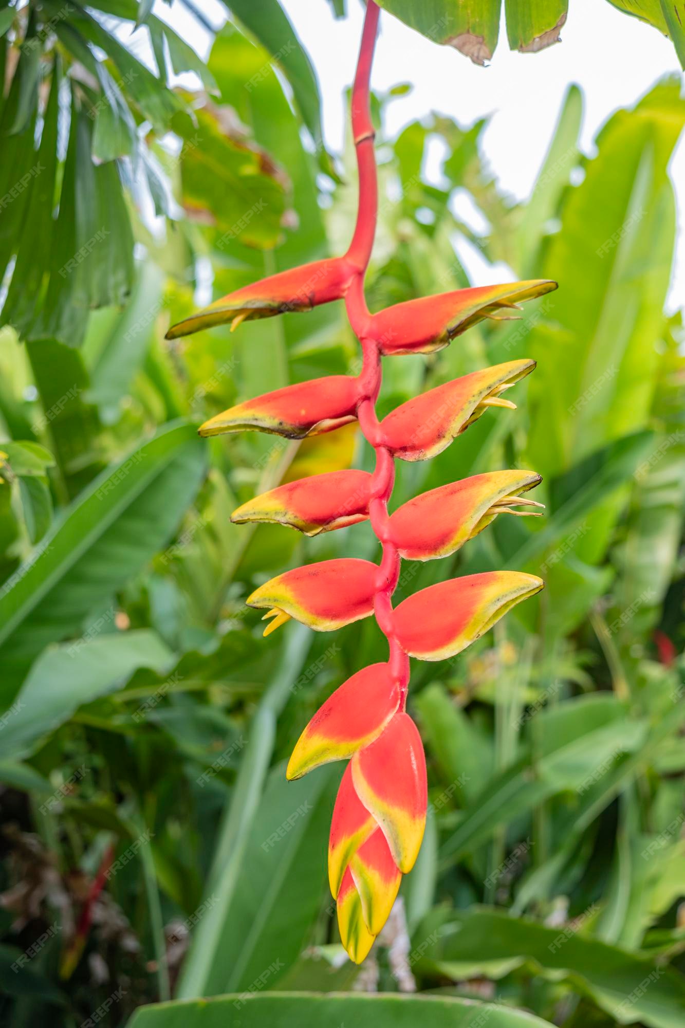 Flor de palma roja y amarilla. | Foto Premium
