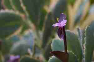 Foto flor pantano humedal agua planta