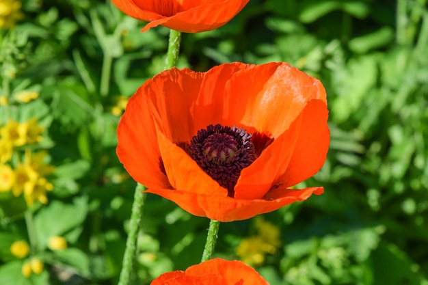 Flor de Papaver rhoeas