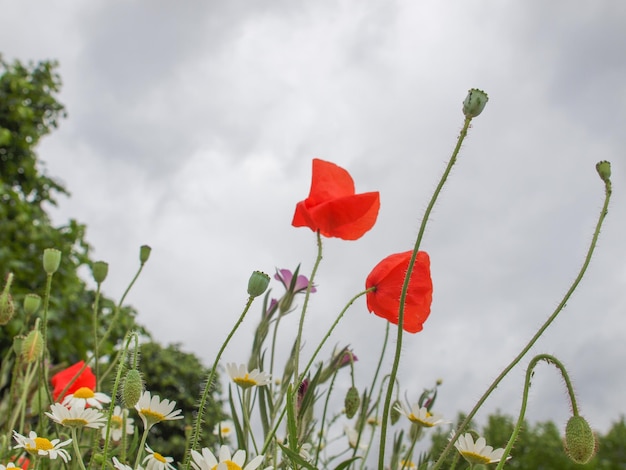 Flor de Papaver rojo