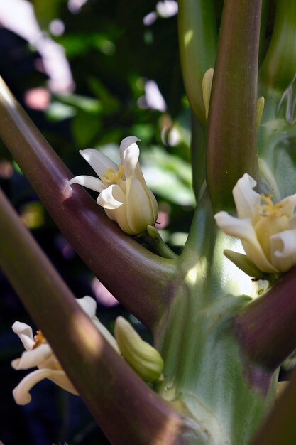 Foto flor de papaya