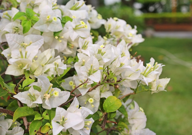 Flor de papel blanca de la buganvilla en el jardín.