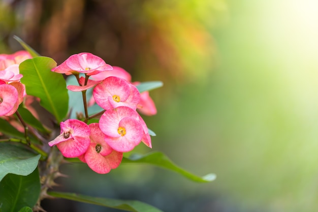 Flor para o sol.