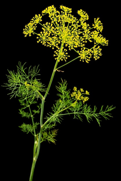 La flor de paraguas de Dill se utiliza en la cocina para dar sabor aislado sobre un fondo negro