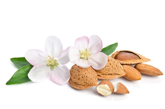 Flor del paraíso con nueces de almendra aislado sobre fondo blanco.