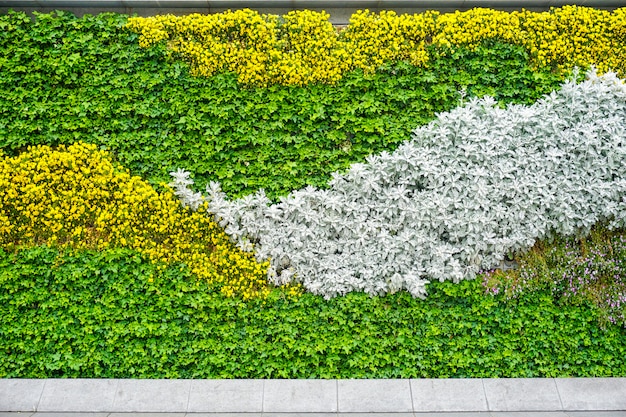 Flor de la pared de la planta