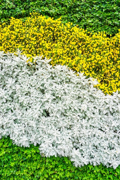 Flor de la pared de la planta