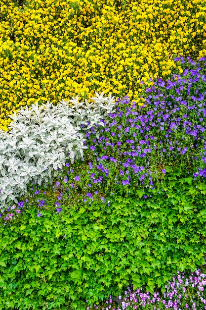 Flor de la pared de la planta