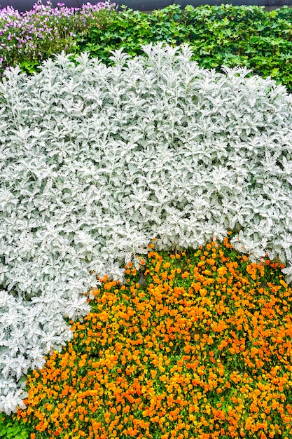 Flor de la pared de la planta