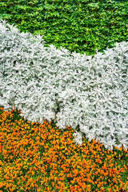 Flor de la pared de la planta