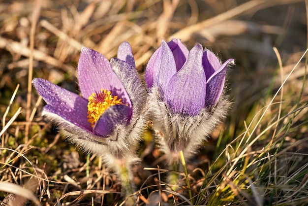 Flor de Pascua púrpura mayor - Pulsatilla grandis - creciendo en hierba seca, el sol brilla sobre gotas de agua y pétalos de color lila