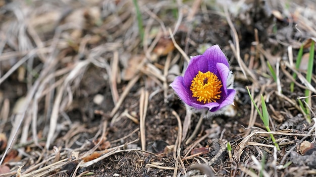 Flor de Pascua púrpura mayor - Pulsatilla grandis - creciendo en pasto seco, cerrar detalle