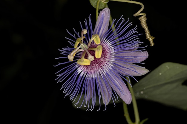 Flor de la pasión púrpura del género Passiflora