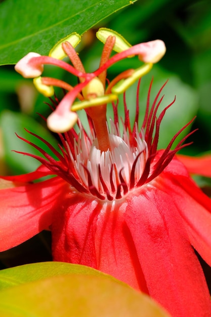 flor de la pasión roja. flor perfumada. pasionaria vitifolia. planta de interior de vid. fondo de la naturaleza.