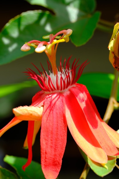 flor de la pasión roja. flor roja perfumada. pasionaria vitifolia.