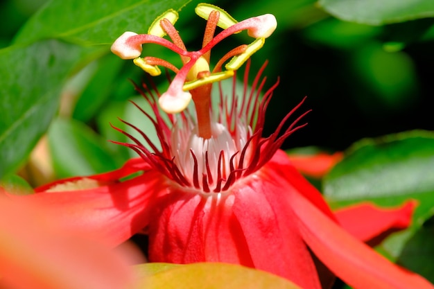 flor de la pasión roja. pasionaria vitifolia. flor roja perfumada. floración de la vid. fondo natural.