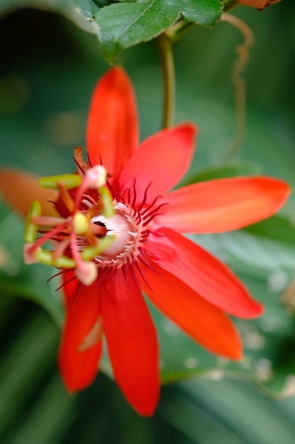 Foto flor de la pasión roja perfumada passiflora vitifolia flor de vid roja