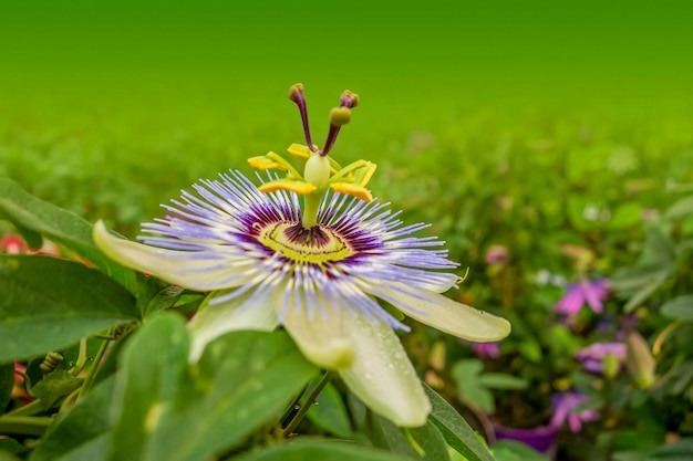 la flor de la pasión