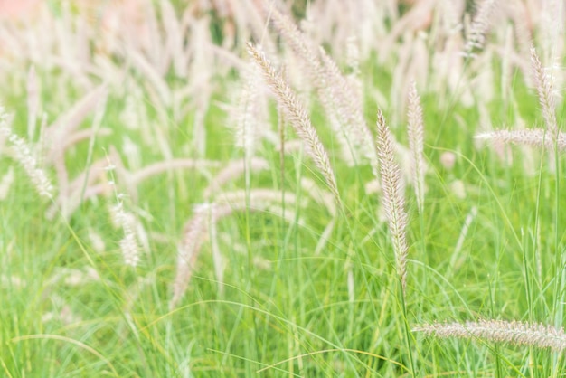 flor de pasto en el jardín