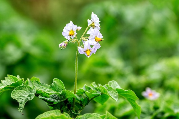 Flor de patata. Arbusto de patata con flores blancas_