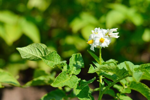 Flor de patata blanca en flor en el campo de la granja