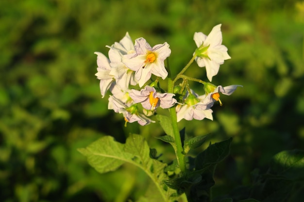 flor de patata florece en un arbusto de patata