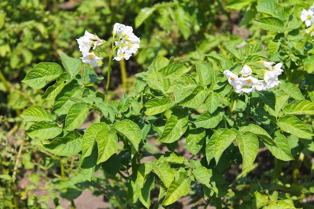 Flor de patata en el jardín.